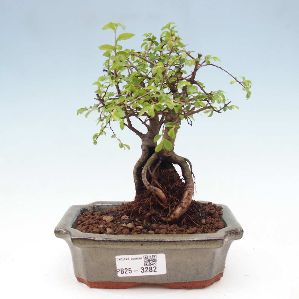 Zimmerbonsai - Ulmus parvifolia - Kleinblättrige Ulme