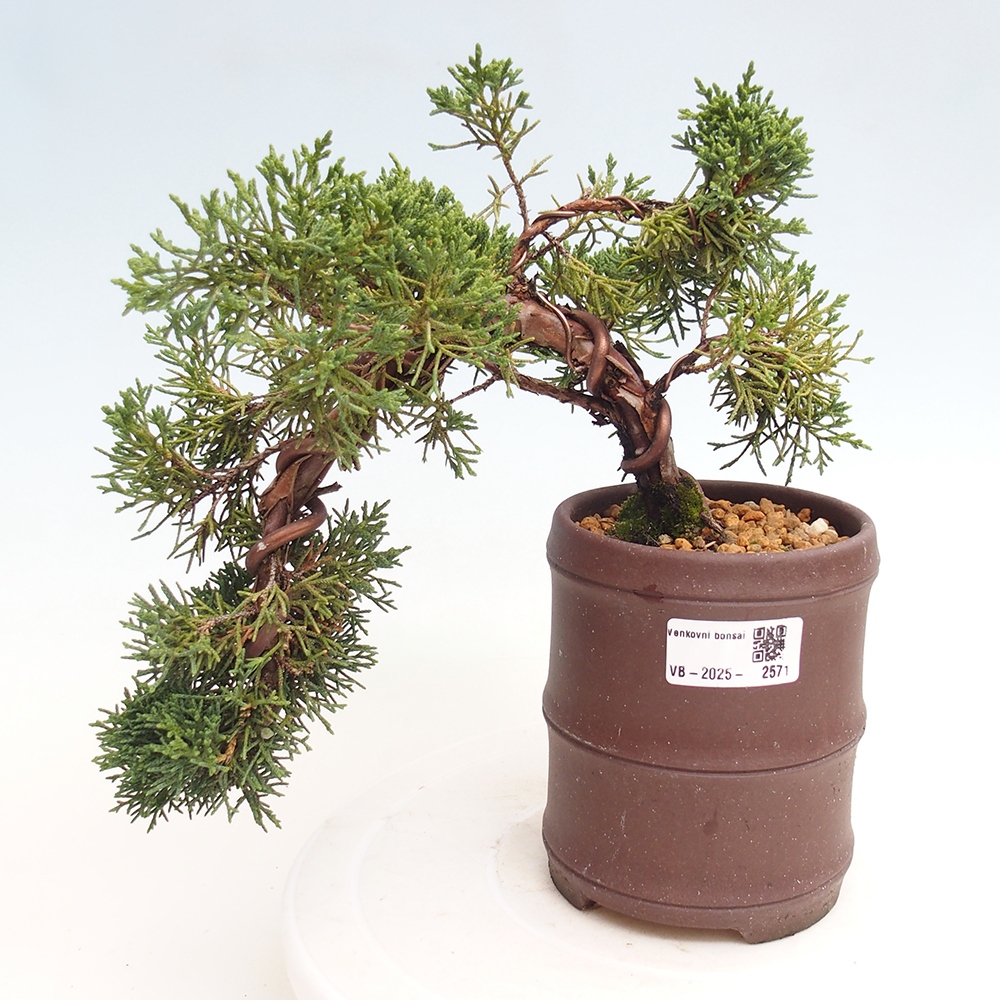Bonsai im Freien - Juniperus chinensis Kishu - Chinesischer Wacholder