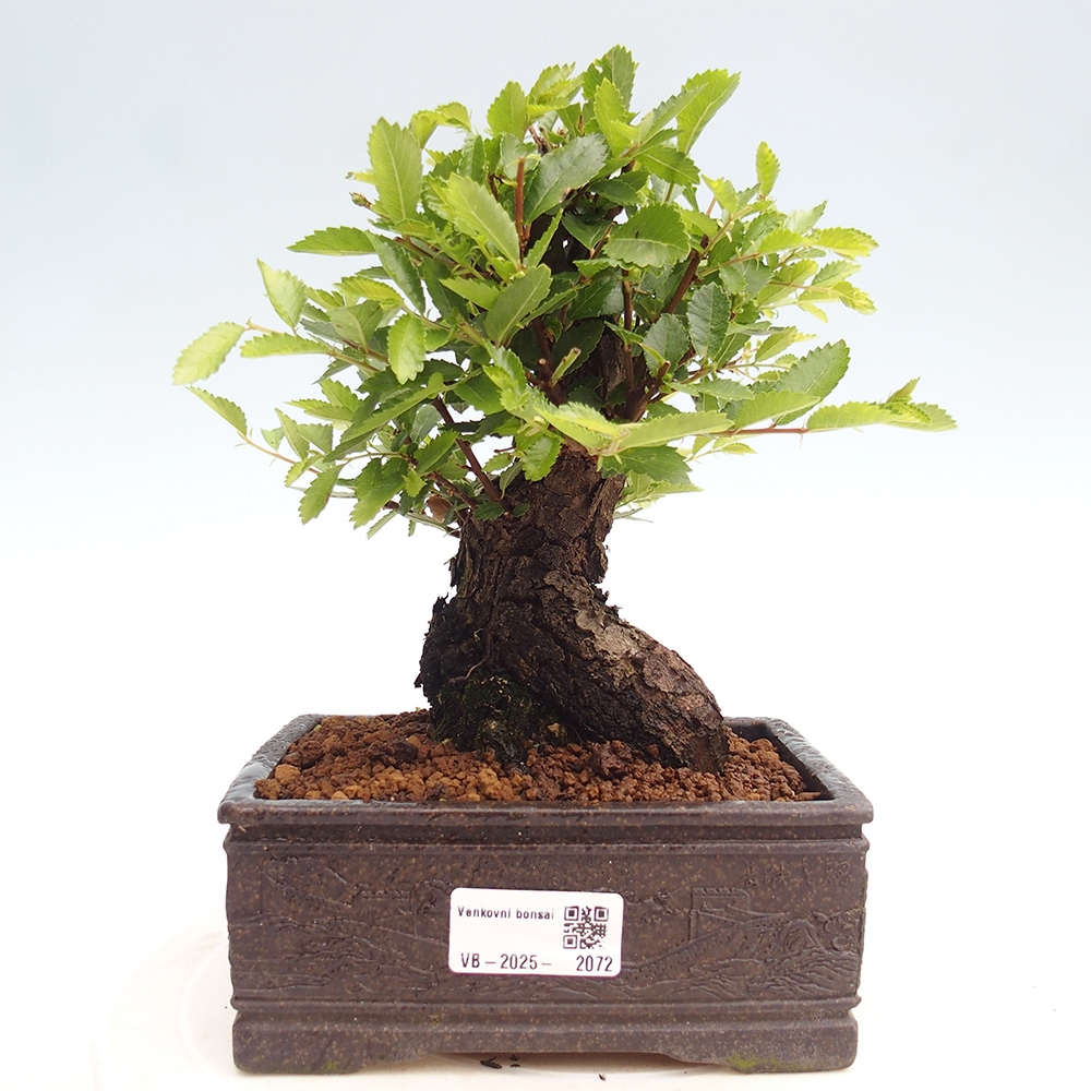 Bonsai im Freien - Zelkova - Zelkova NIRE