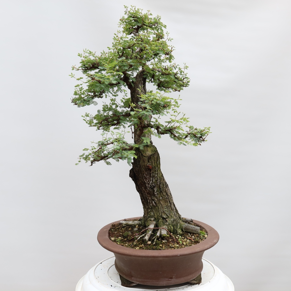 Zimmer Bonsai - Akazien Arabica