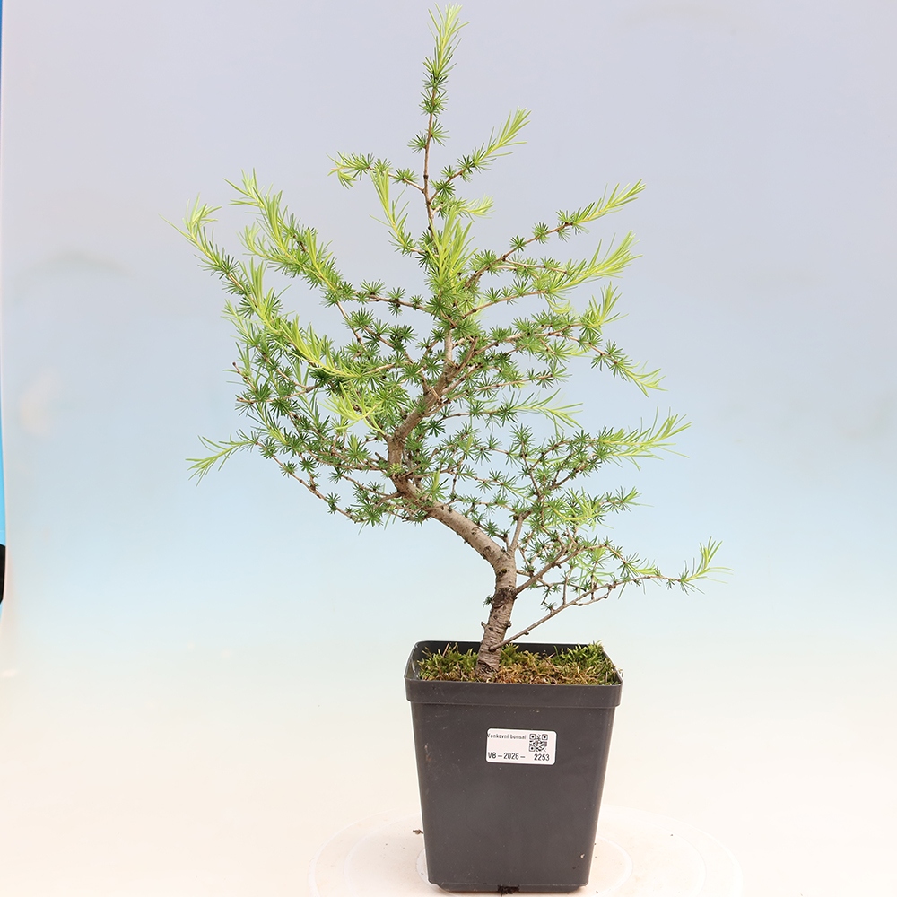 Bonsai für draußen -Larix decidua - Lärche