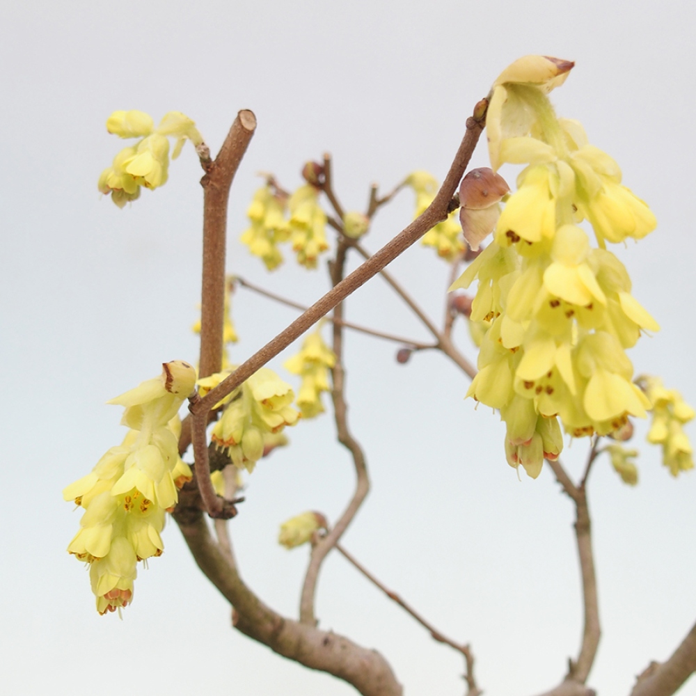 Bonsai im Freien - Haselnuss - Corylopsis Spicata