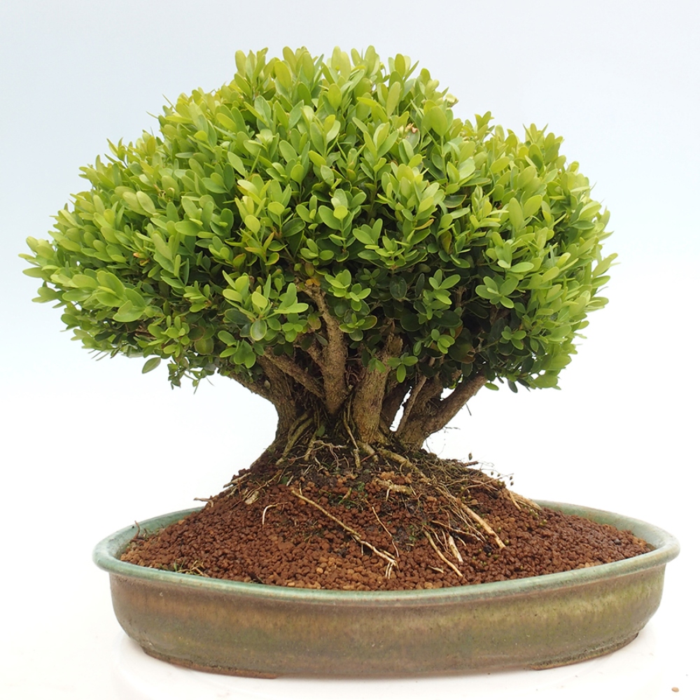 Outdoor-Bonsai - Buxus sempervirens - Buchsbaum