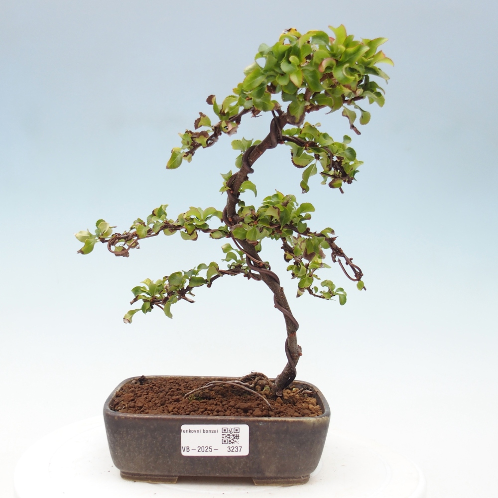 Außen Bonsai - Chaenomeles mit Red Joy -. Quitte