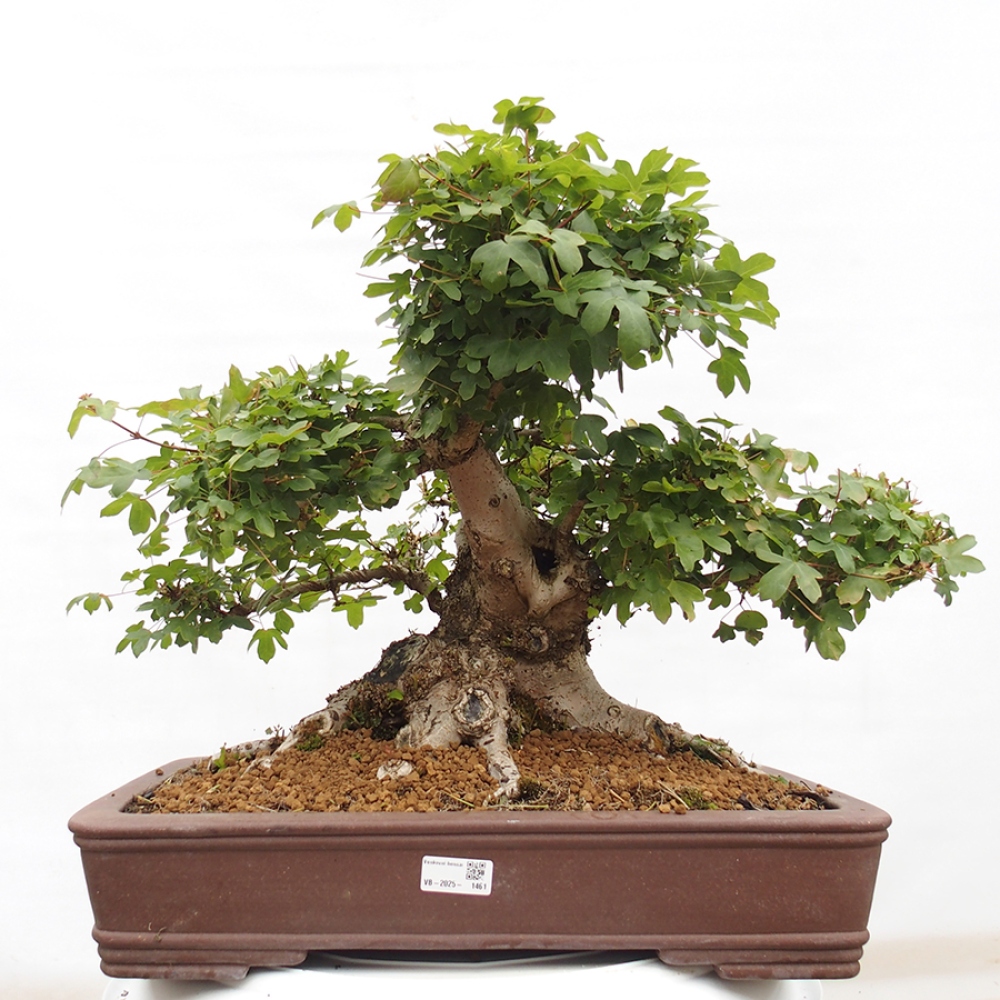 Bonsai im Freien - Französischer Ahorn - Acer Nonspessulanum