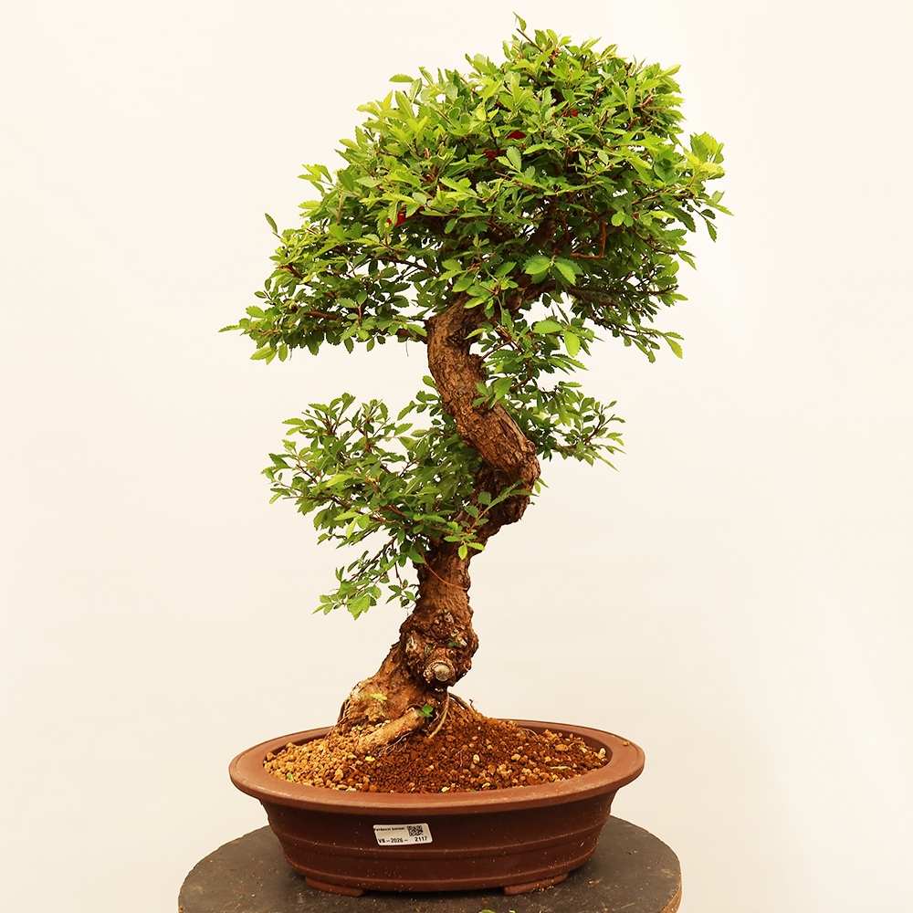 Bonsai im Freien - Zelkova - Zelkova NIRE