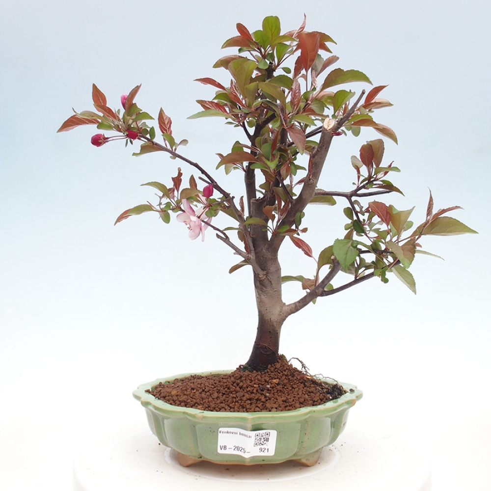 Freilandbonsai - Malus Domestica - Kleinfruchtiger rotblättriger Apfelbaum