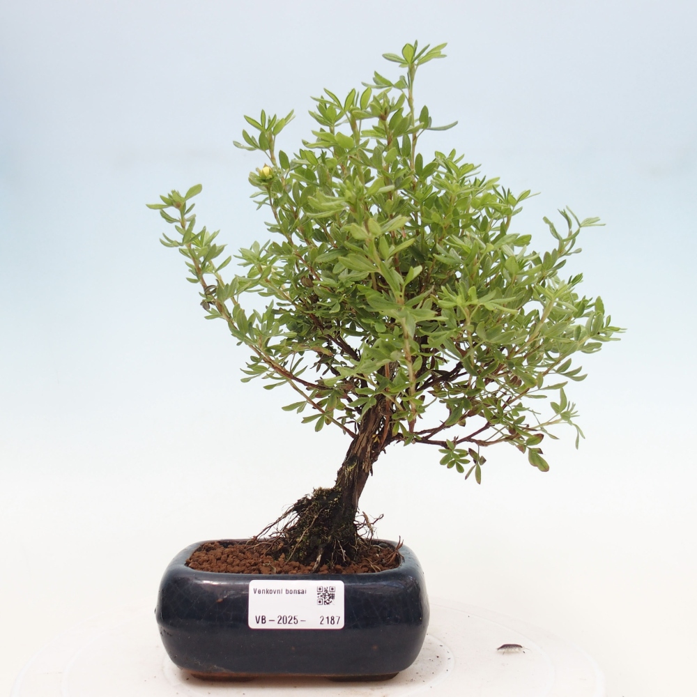 Outdoor-Bonsai-Fingerkraut - Potentila fruticosa gelber Vogel