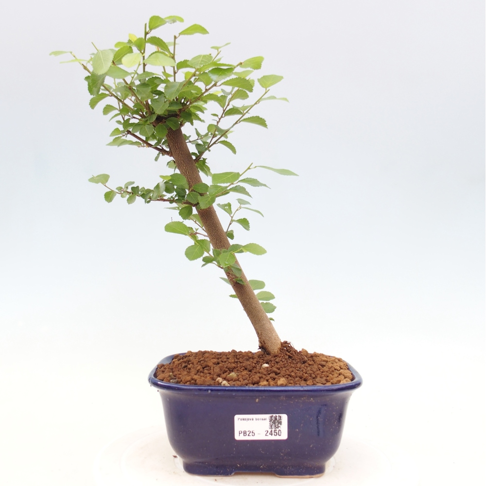 Zimmerbonsai - Grewia occidentalis - Lavendelstern