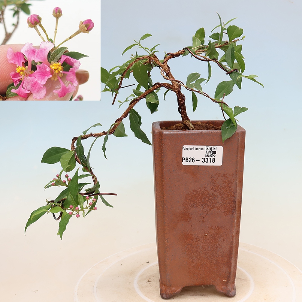 Zimmerbonsai – Barbados-Kirsche (Malpighia glabra) 
