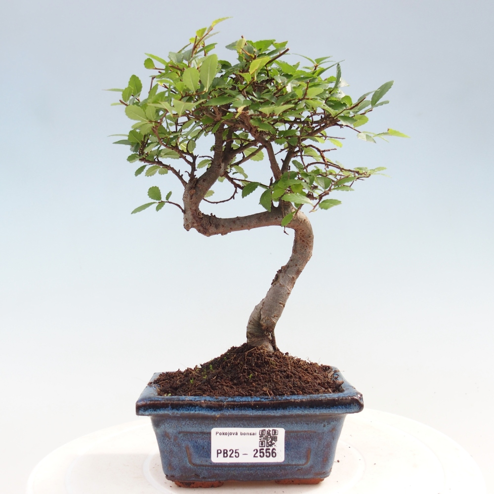 Indoor Bonsai - Ulmus parvifolia - Kleine Blattulme