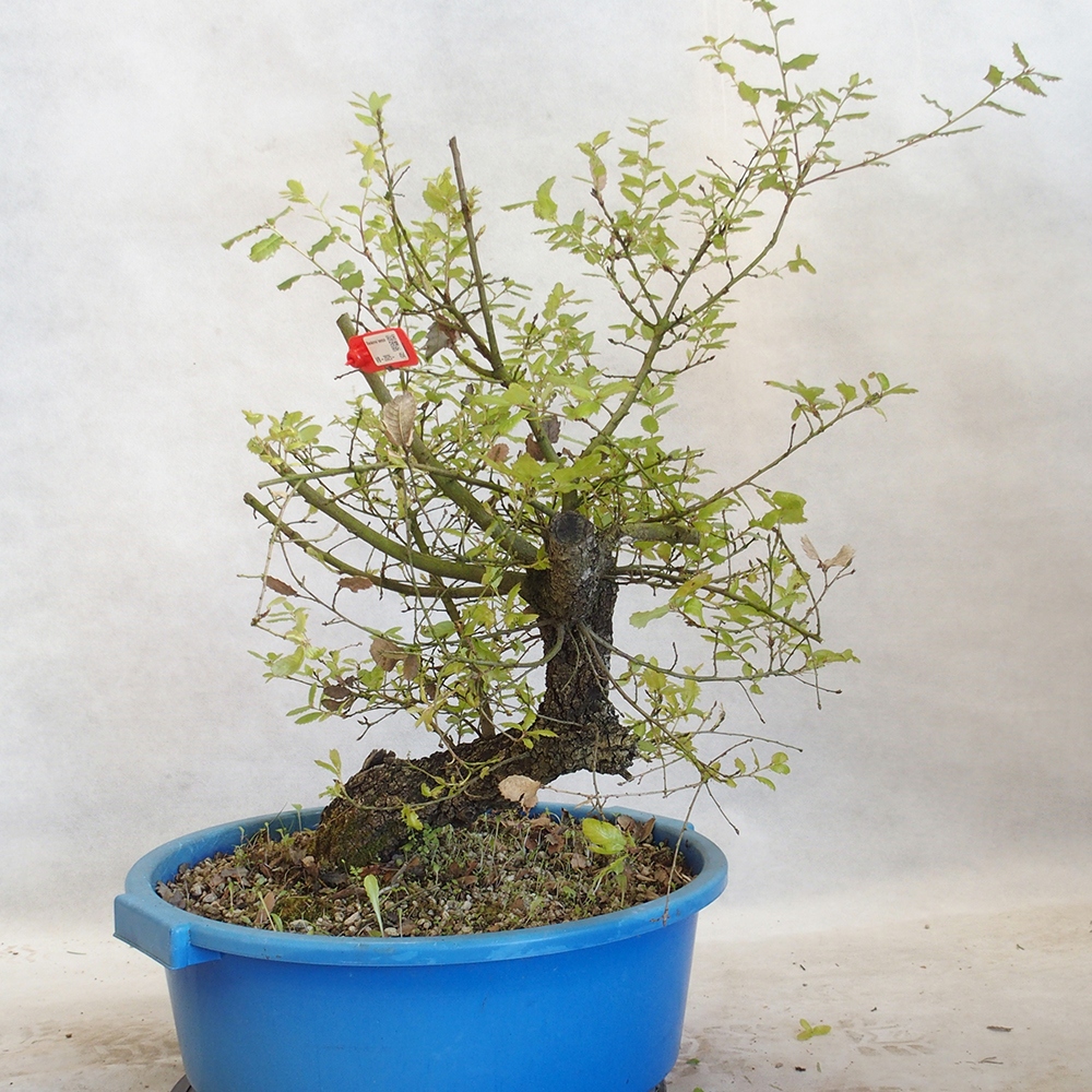 Freilandbonsai Quercus Cerris - Eiche Cer