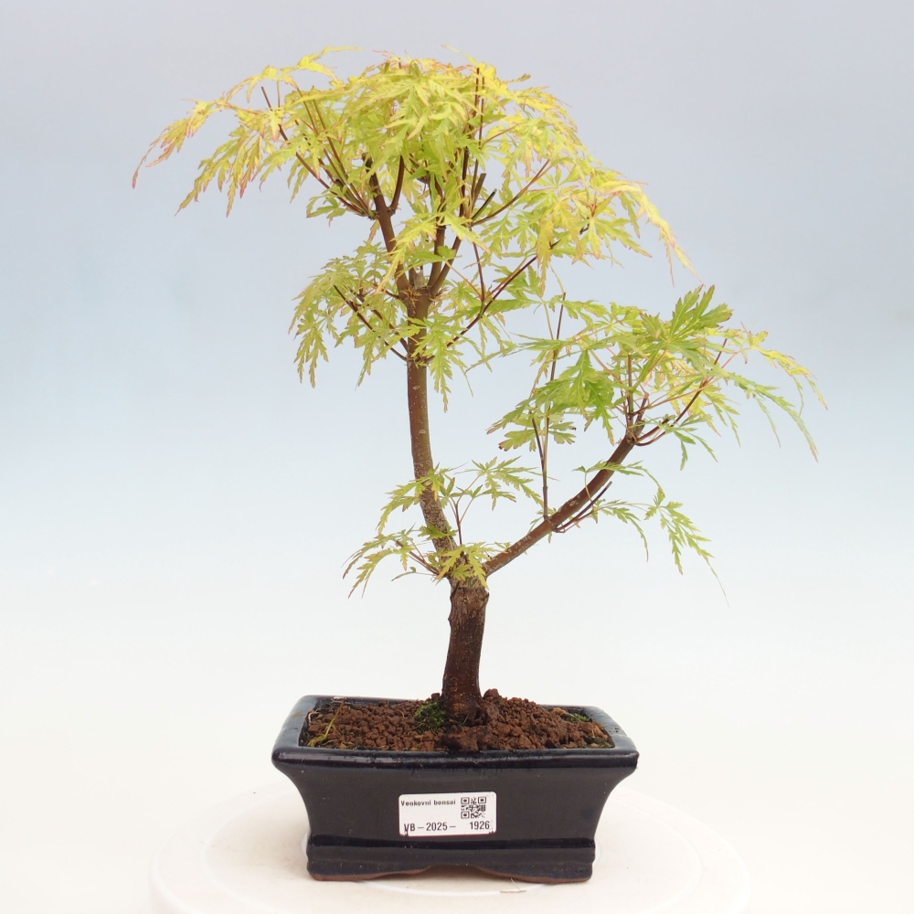 Bonsai im Freien - Acer palmatum Dissectum - japanischer Ahorn 
