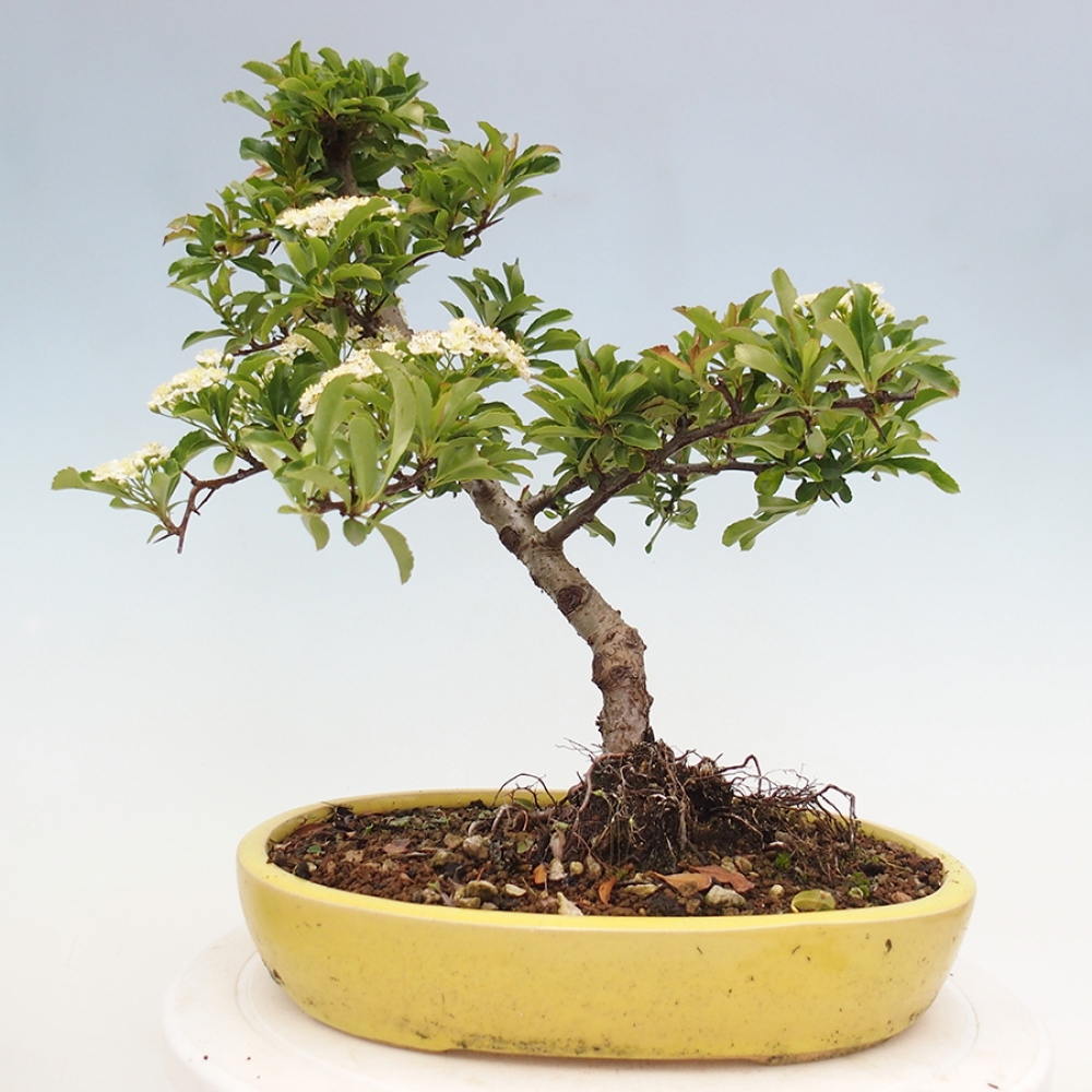Outdoor Bonsai-Pyracanta Teton -Bäckerei
