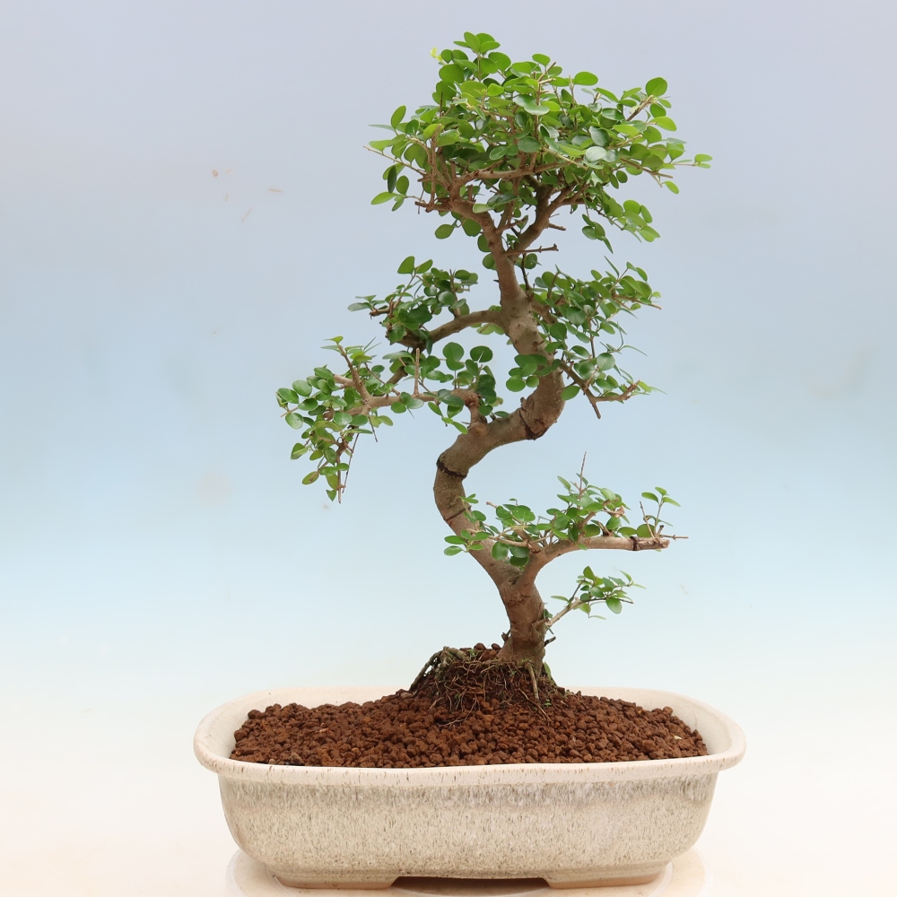 Zimmerbonsai -Ligustrum retusa - Kleinblättriger Vogelschnabel