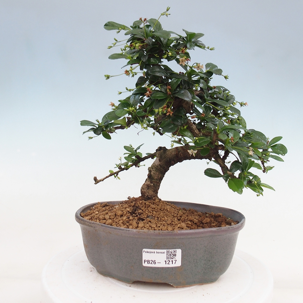 Zimmer-Bonsai - Carmona macrophylla - Tee-Fuki