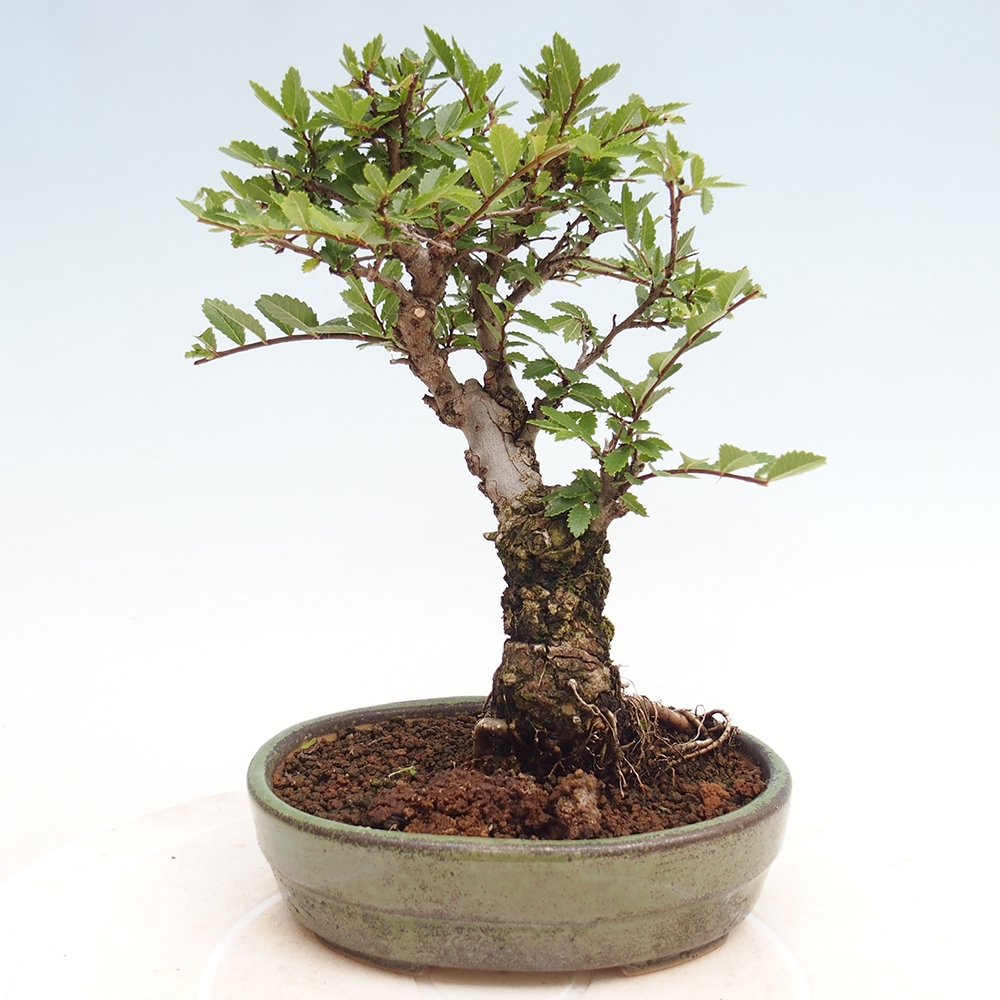 Bonsai im Freien - Zelkova - Zelkova NIRE