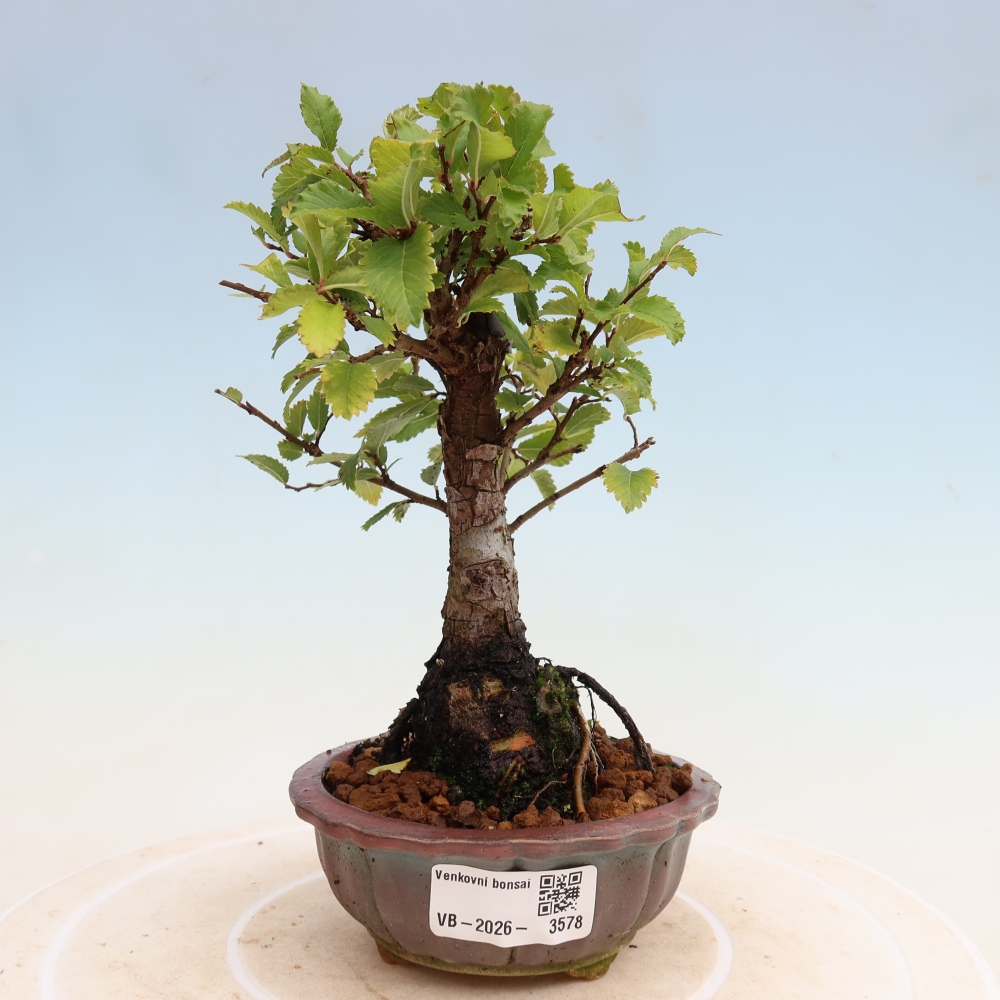 Bonsai für draußen - Zelkova - Zelkova NIRE