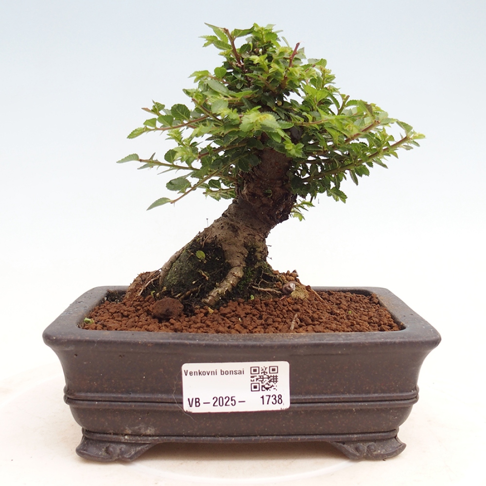 Bonsai im Freien - Ulmus parvifolia Hokkaido - Chinesische Ulme