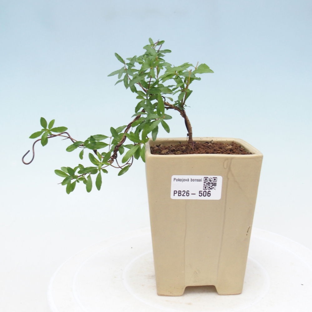 Zimmer-Bonsai-PUNICA granatum nana-Apfel-Granatapfel