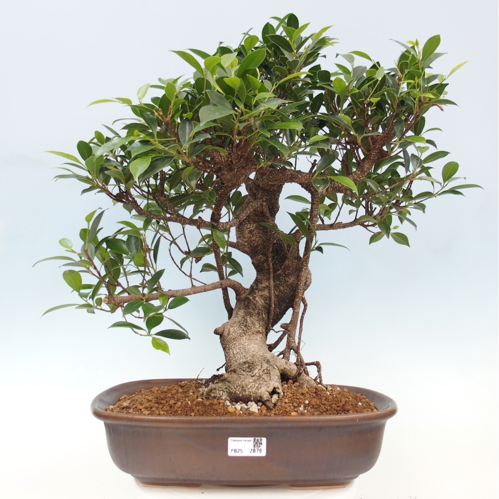 Zimmerbonsai - Ficus kimmen - kleinblättriger Ficus - NUR PERSÖNLICHE ABHOLUNG oder Palettentransport