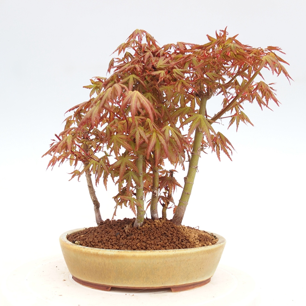 Bonsai im Freien - Acer palmatum - Auburn Ahorn