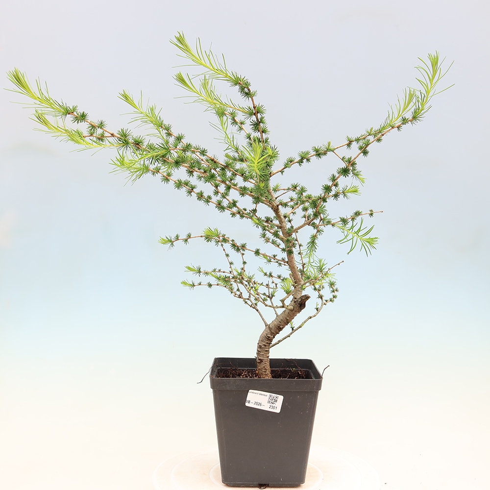 Bonsai für draußen -Larix decidua - Lärche