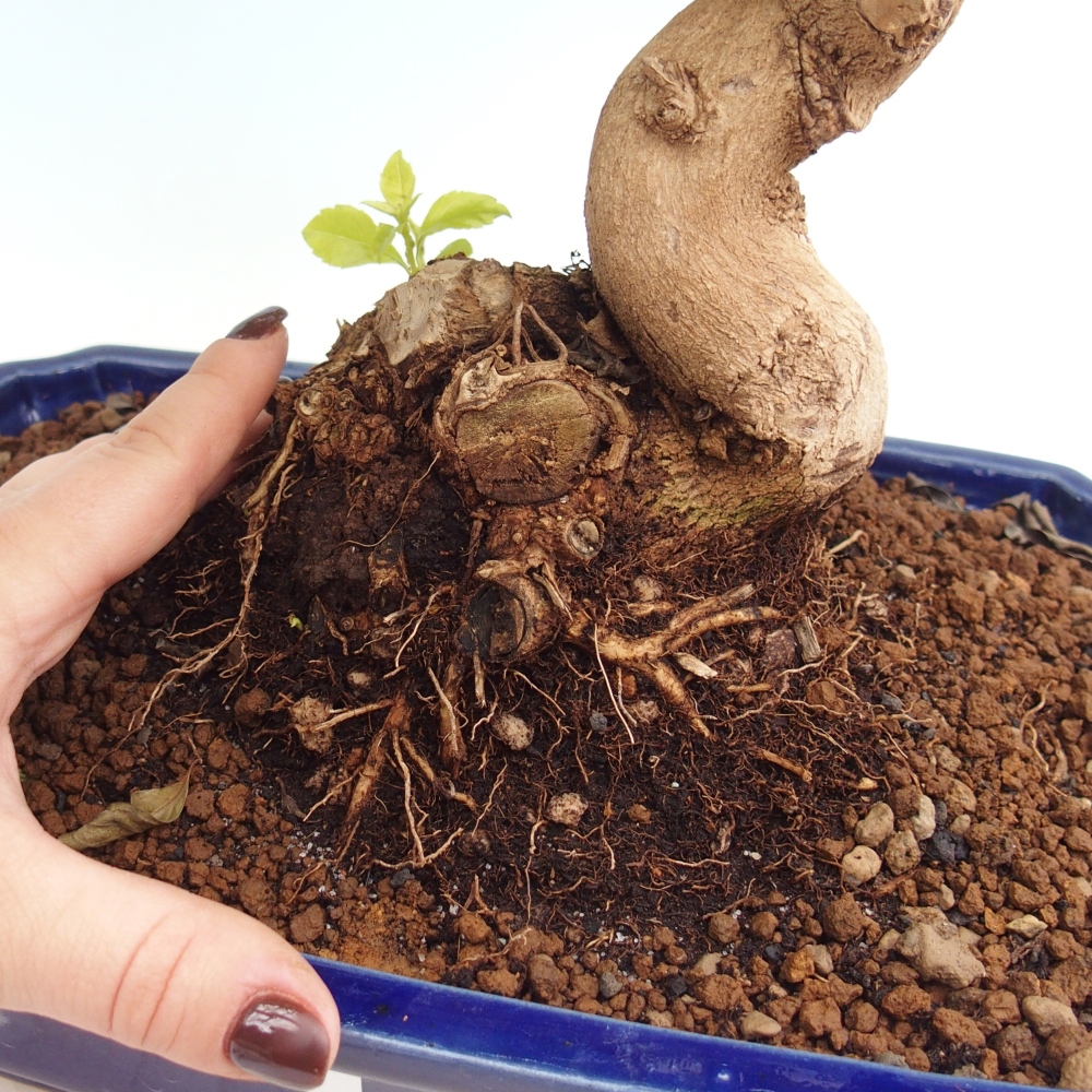 Zimmerbonsai - Duranta erecta Aurea