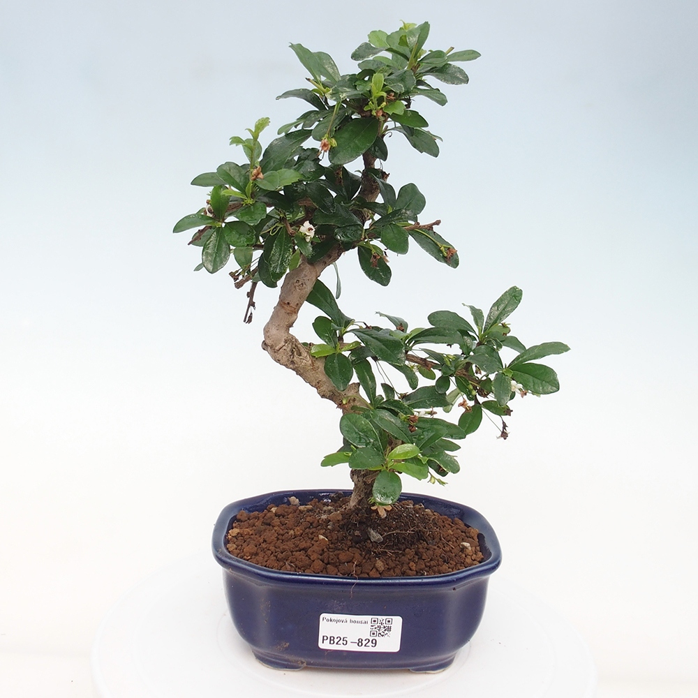 Indoor bonsai - Carmona macrophylla - Fuki tea