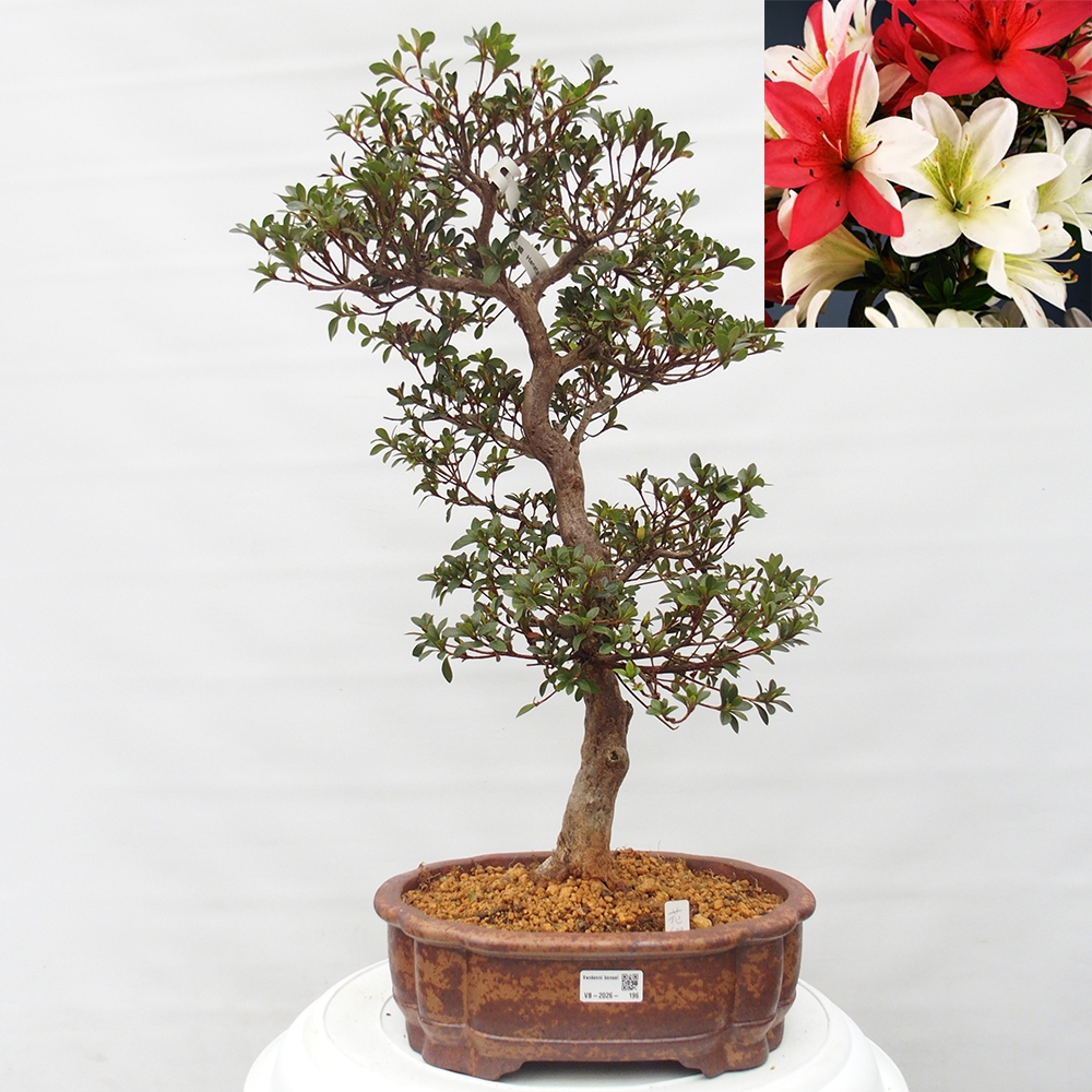 Bonsai für draußen - Japanische Azalee - Azalee Hanatsuzuri