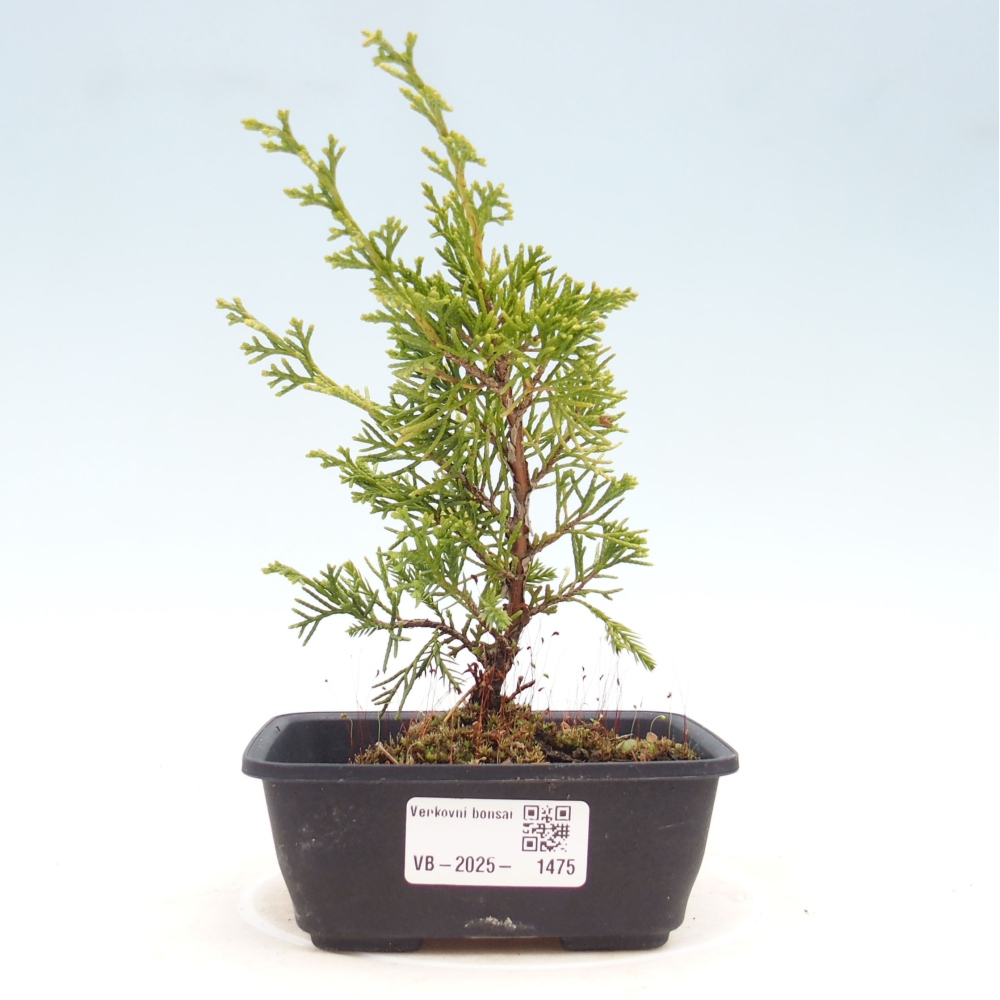 Outdoor bonsai - Juniperus chinensis Itoigawa - Chinese juniper