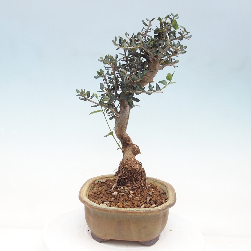 Zimmerbonsai - Olea europaea sylvestris