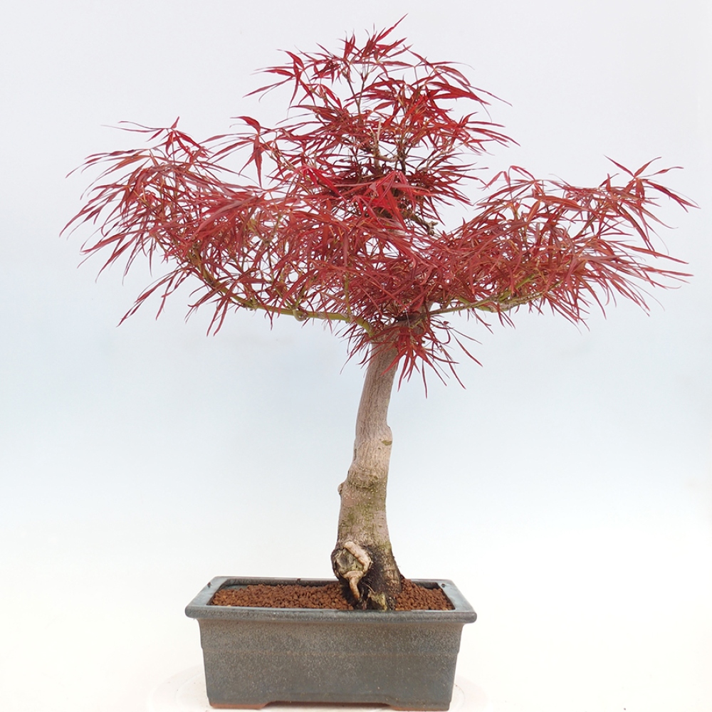 Bonsai im Freien - Acer palmatum RED PYGMY