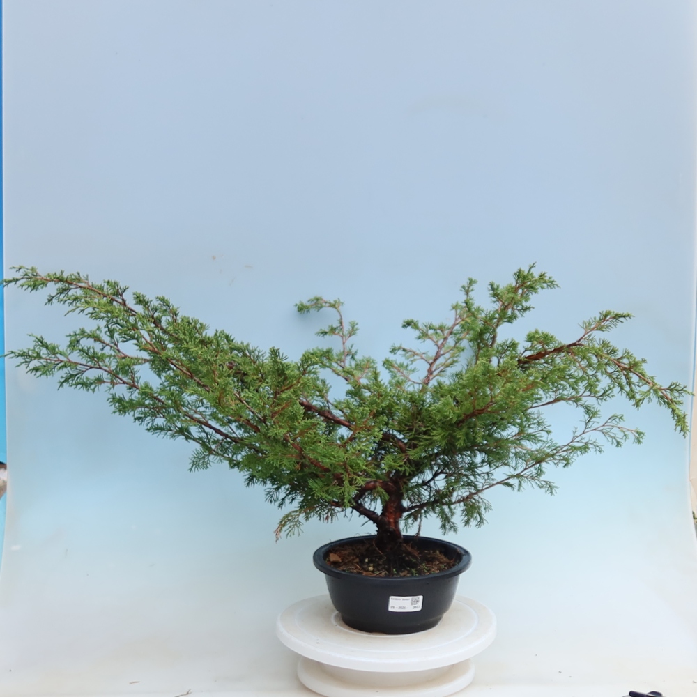 Bonsai für den Außenbereich – Juniperus chinensis Itoigawa – Chinesischer Wacholder