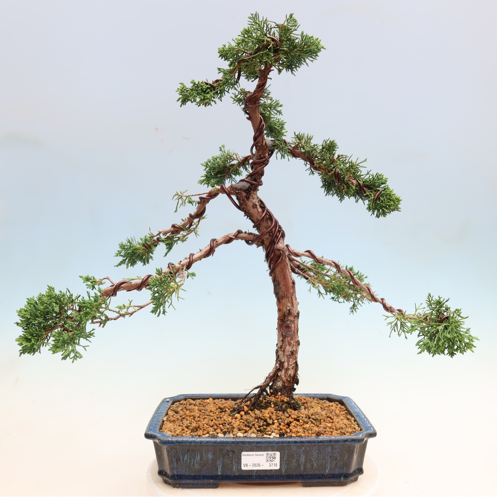 Bonsai für draußen - Juniperus chinensis Kishu