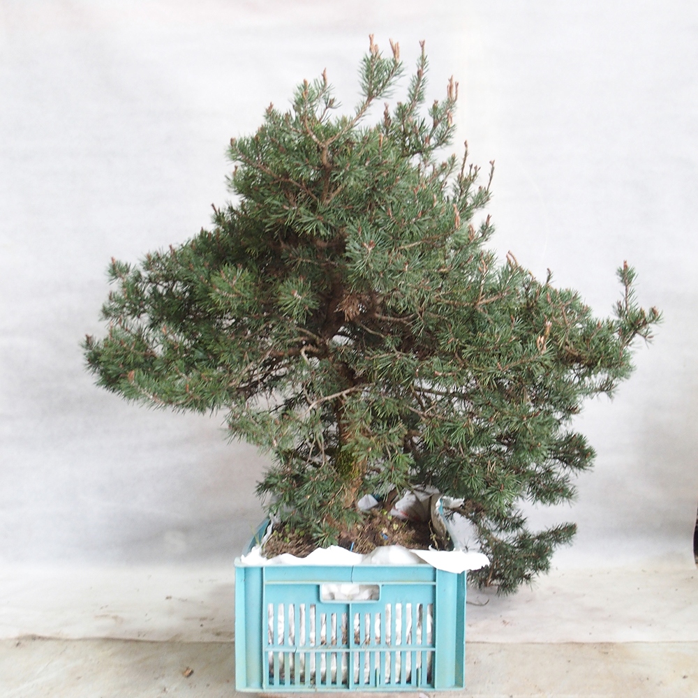 Yamadori - Pinus sylvestris 