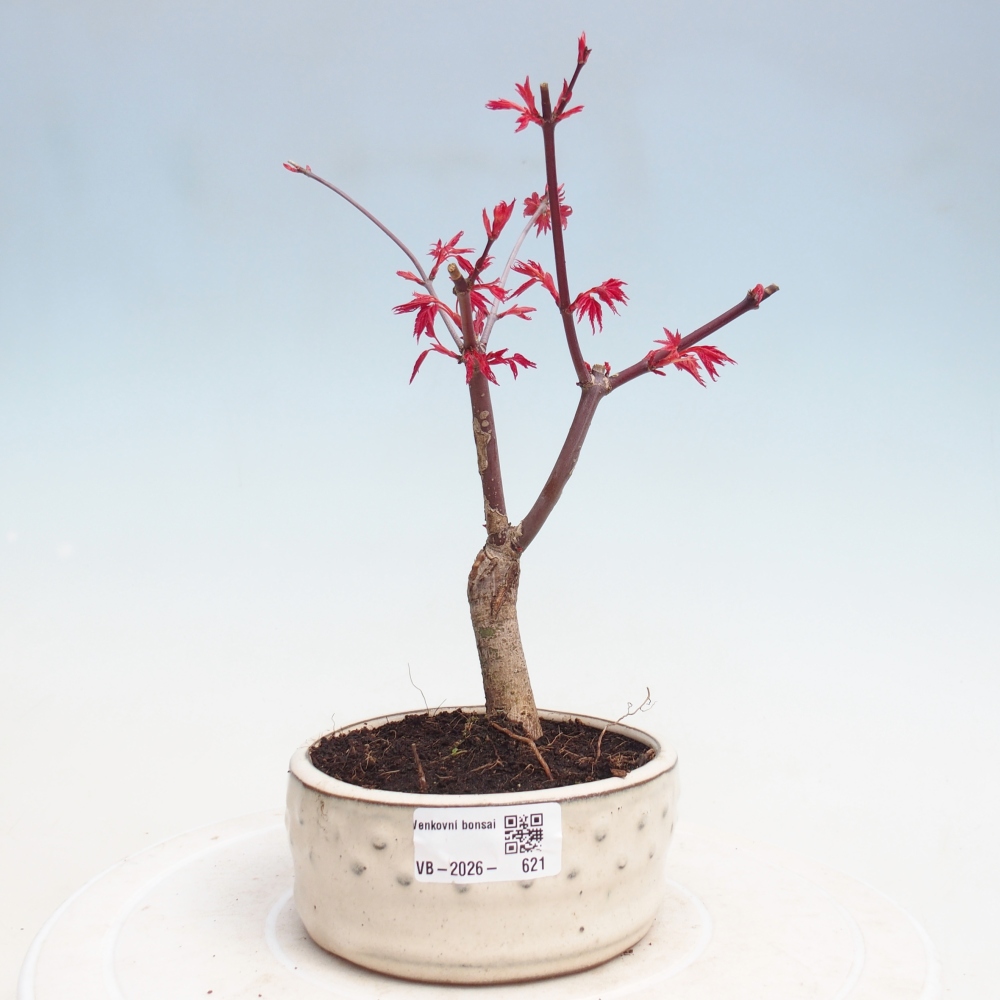 Bonsai für draußen - Acer palmatum DESHOJO