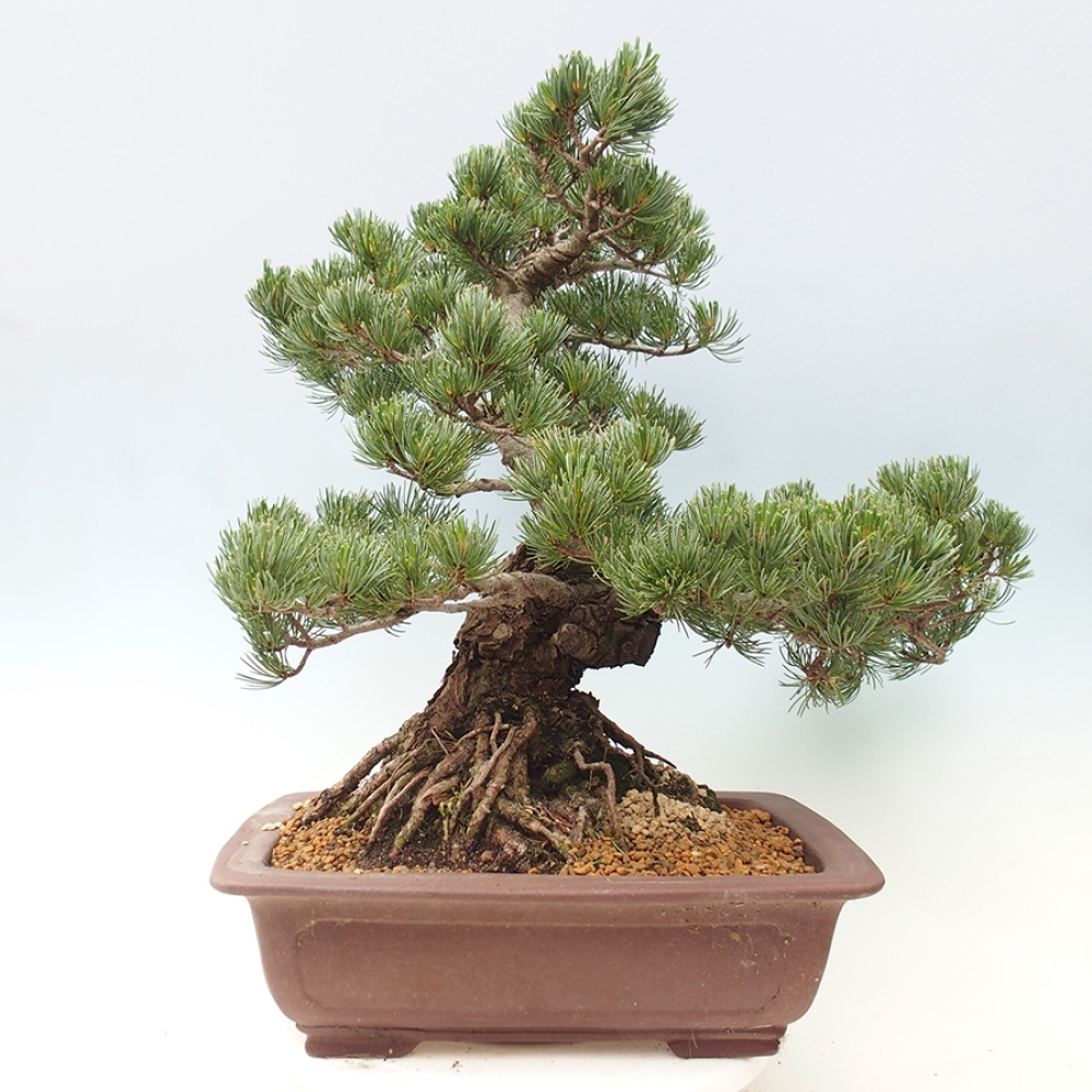 Bonsai für draußen - Pinus parviflora - Pinus parviflora