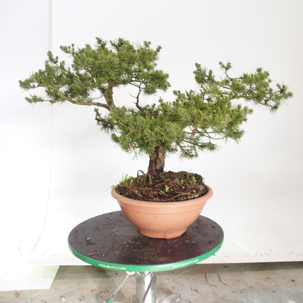 Yamadori - Pinus sylvestris Spanien