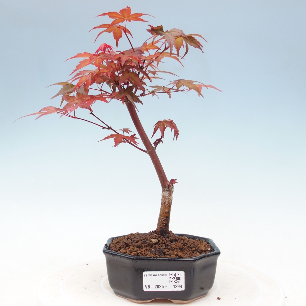 Outdoor bonsai - dlanitolistý klon - Acer palmatum DESHOJO