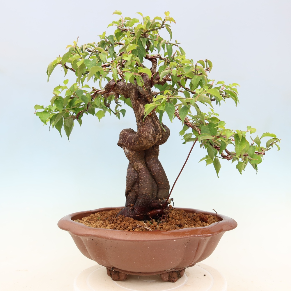 Bonsai für den Außenbereich – Japanischer Aprikosenbaum – Prunus Mume