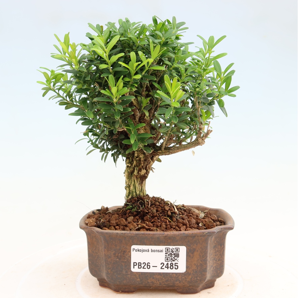 Zimmer Bonsai - Buxus harlandii - Korkbuxus