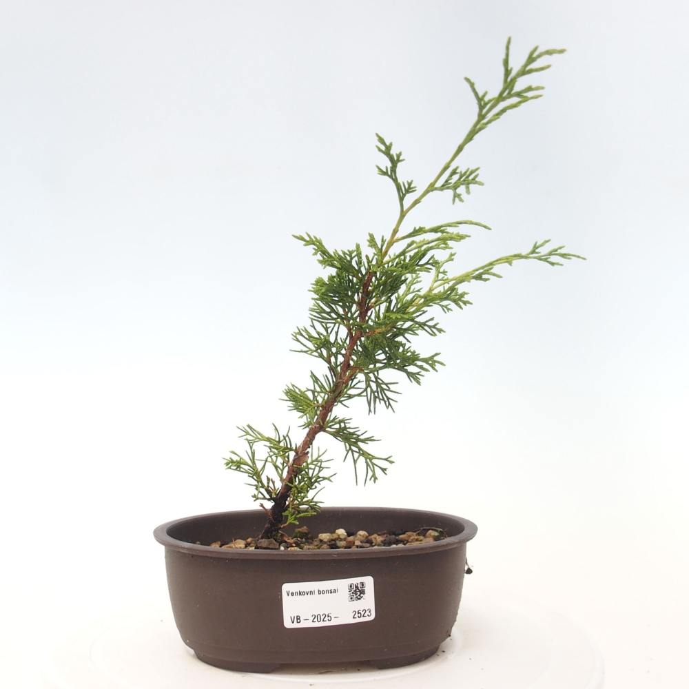 Outdoor bonsai - Juniperus chinensis Itoigawa - Chinese juniper