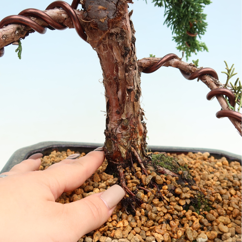 Bonsai für draußen - Juniperus chinensis Kishu