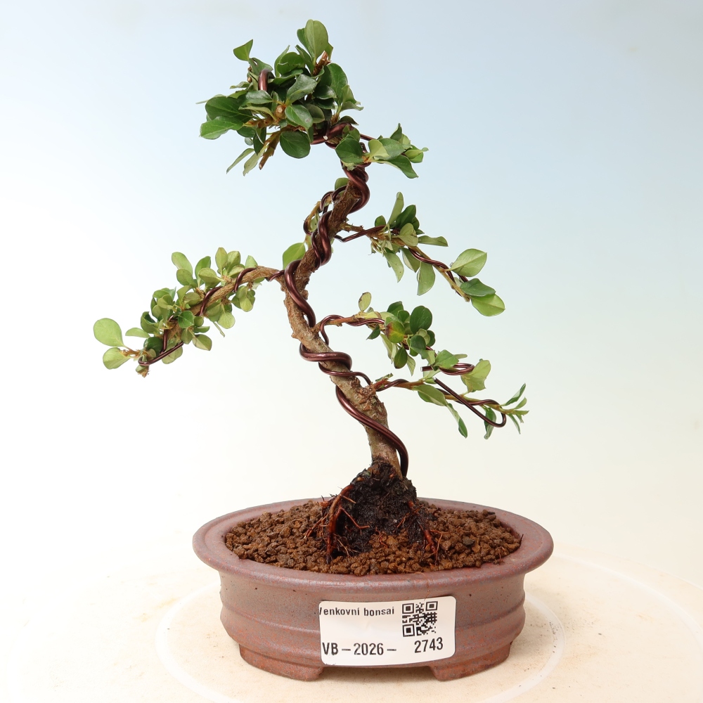 Bonsai für draußen - Cotoneaster horizontalis - Rocky Mountain
