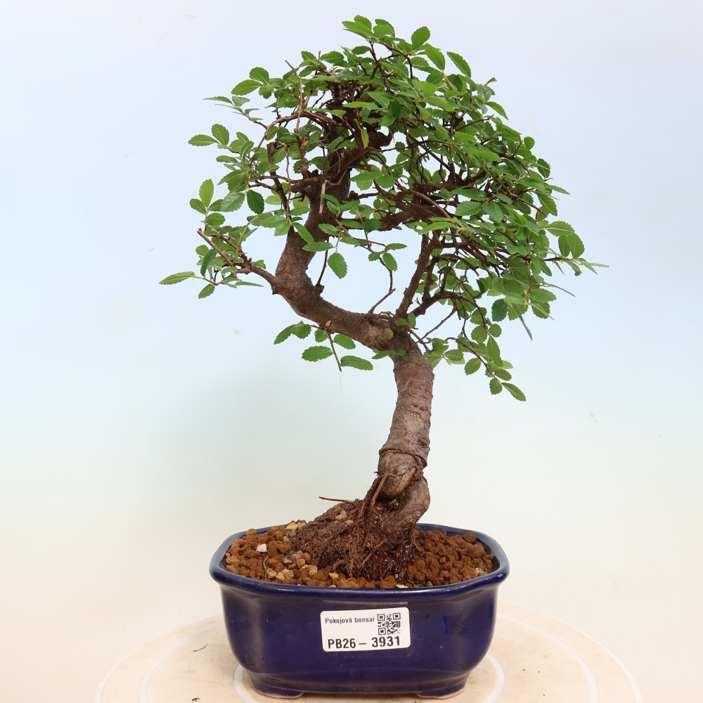 Zimmerbonsai - Ulmus parvifolia - Kleinblättrige Ulme