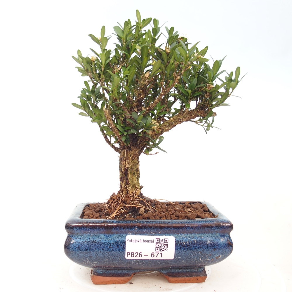 Zimmer Bonsai - Buxus harlandii - Korkbuxus