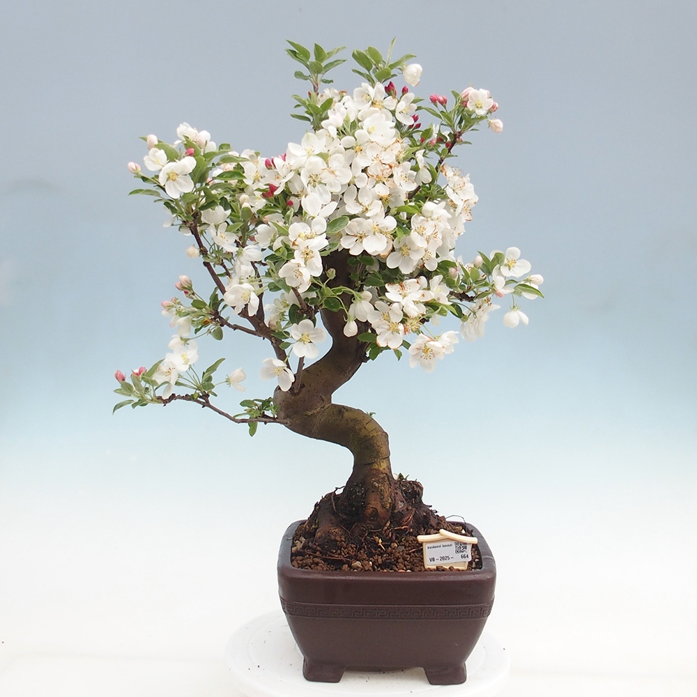 Bonsai im Freien - Malus halliana - Kleinfruchtiger Apfelbaum