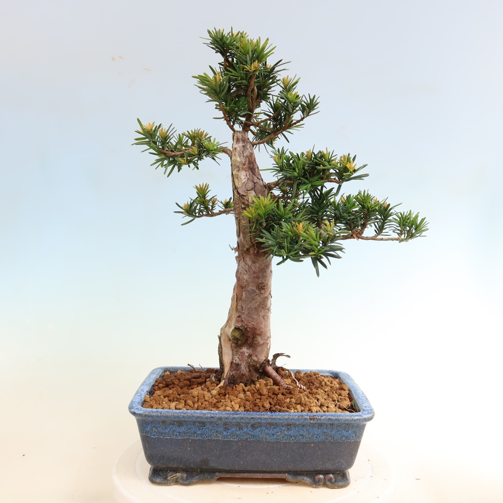 Bonsai für draußen - Taxus cuspidata - Japanische Eibe