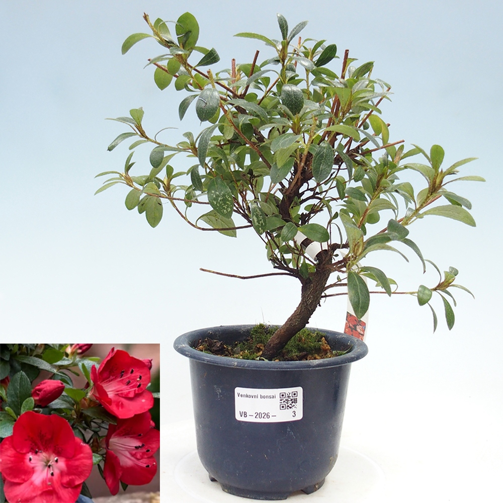 Bonsai für draußen - Japanische Azalee - Azalea Benibeni